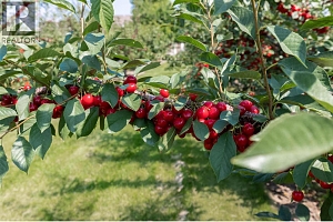 1409 + 1429 Teasdale Road - Photo 57