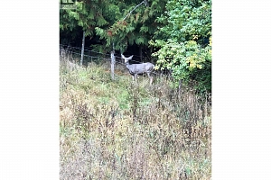 31 Violet Road - Photo 49