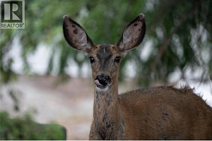 Off Commonage Road - Photo 24