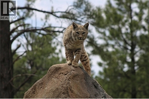 Off Commonage Road - Photo 29