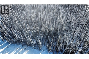 DL4259 Black Forest Road - Photo 17