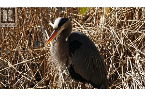 9845 Eastside Road Unit# 79 - Photo 53
