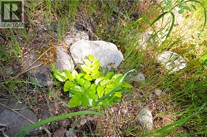 10713 Westshore Road - Photo 23