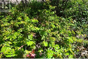 10713 Westshore Road - Photo 34