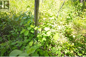 10713 Westshore Road - Photo 6