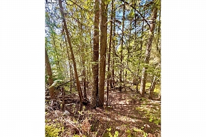 3614 Lumby Mabel Lake Road - Photo 41