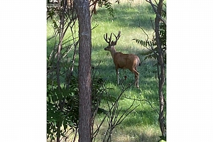 3319 Grouse Road - Photo 81