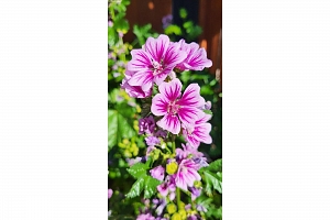 3930 26 Street - Photo 29