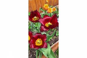 3930 26 Street - Photo 30