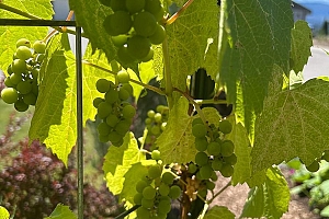 3166 Mustang Court - Photo 33