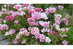 500 Mcdonald Road - Photo 44