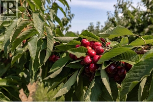 1409 + 1429 Teasdale Road - Photo 58