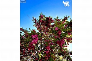 5100 Haynes Road - Photo 85