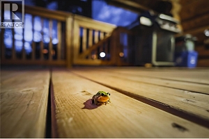 Cabin 10 Hatheume Lake Lodge - Photo 31